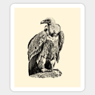 Vulture Sticker